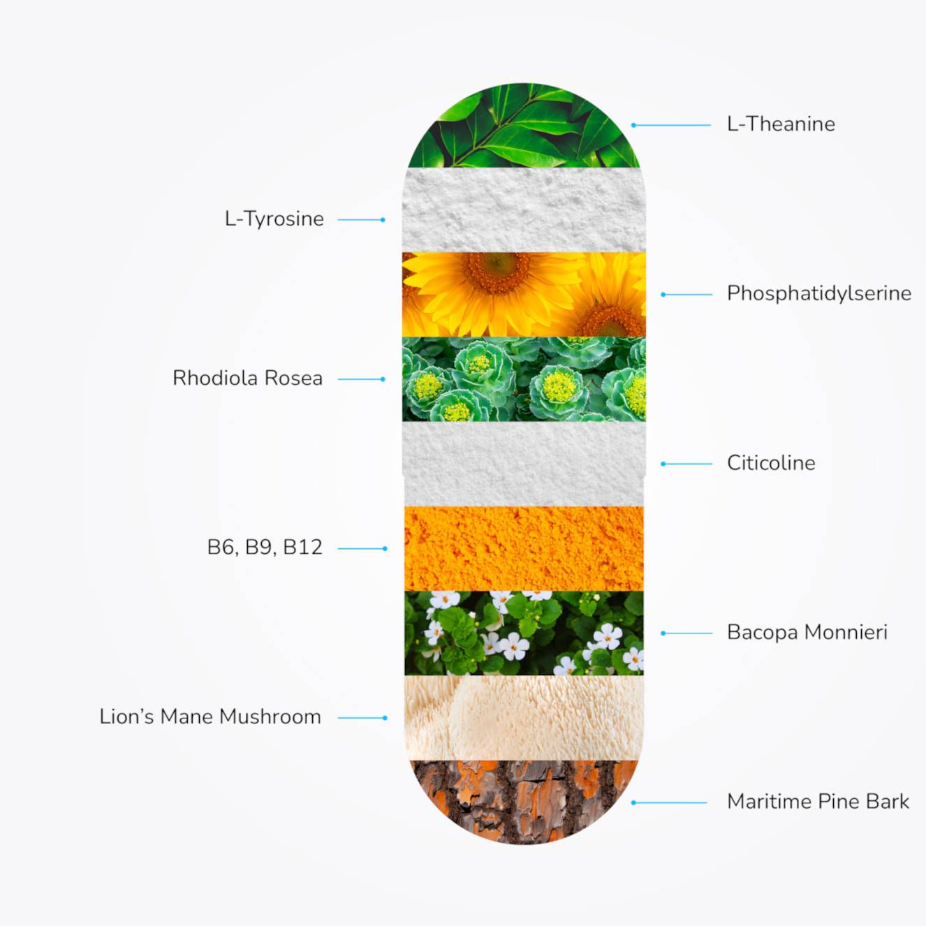 The Greatest Nootropic Ingredients